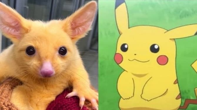 Rare Golden Possum Saved By Rescue Group and Named After POKEMON Mascot, Pikachu