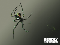 Deadly Creatures Wallpaper - Black Widow