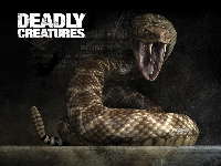 Deadly Creatures Wallpaper - Rattlesnake