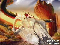 Deadly Creatures Wallpaper - Skull