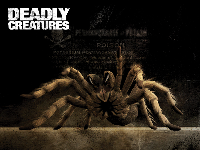 Deadly Creatures Wallpaper - Tarantula