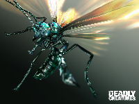 Deadly Creatures Wallpaper - Tarantula Hawk